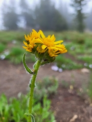 Senecio integerrimus