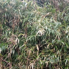 Pseudosasa japonica