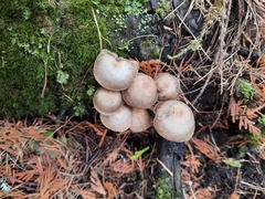 Flammulina filiformis