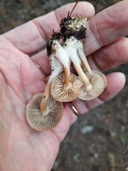 Flammulina filiformis