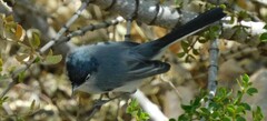 Polioptila melanura
