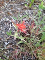 Castilleja hispida hispida