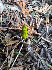 Botrychium minganense