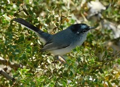 Polioptila melanura