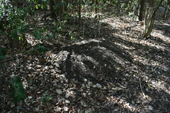 Acromyrmex crassispinus