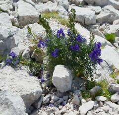 Aconitum angustifolium