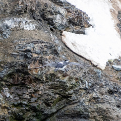 Leucocarbo bransfieldensis