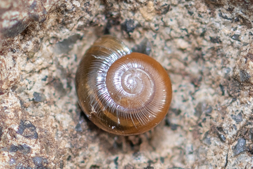 Rayed Glass snail, Principado de Asturias, ES-AS-AS, ES, photo 4 of 10