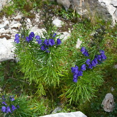 Aconitum angustifolium