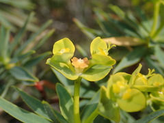 Euphorbia dendroides