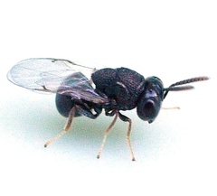 Perilampidae