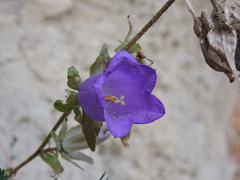 Campanula medium