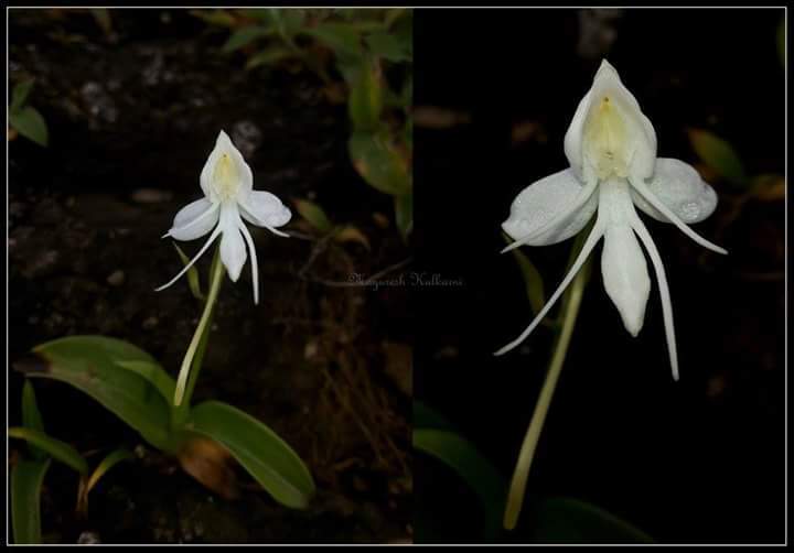 Habenaria rariflora