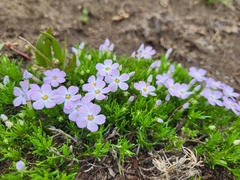 Phlox diffusa