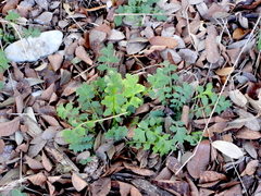 Nemophila phacelioides