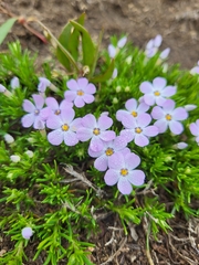 Phlox diffusa