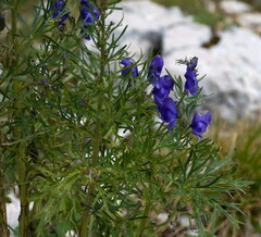 Aconitum angustifolium