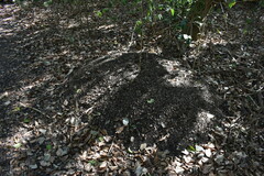 Acromyrmex crassispinus