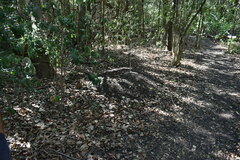 Acromyrmex crassispinus