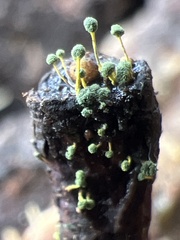Mycosylva setosa
