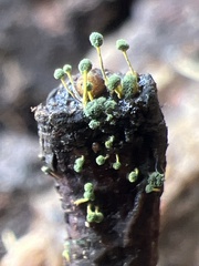 Mycosylva setosa