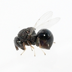 Perilampidae