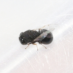 Perilampidae