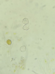 Peridiniopsis quadridens