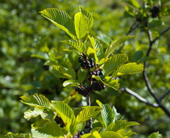 Rhamnus fallax
