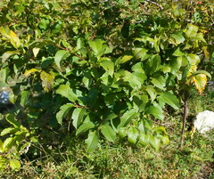 Rhamnus fallax