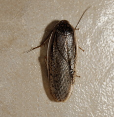 Calolampra mjoebergi