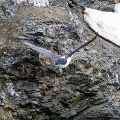 Leucocarbo bransfieldensis