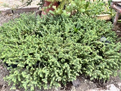 Sedum moranense