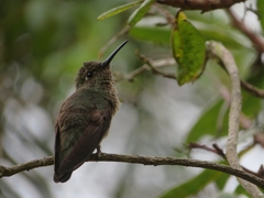 Eupetomena cirrochloris
