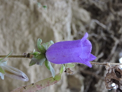 Campanula medium