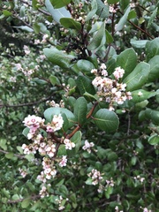 Heteromeles arbutifolia