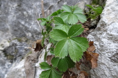 Potentilla caulescens