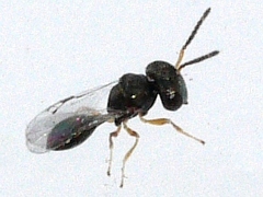 Acroclisoides sinicus