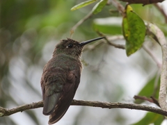 Eupetomena cirrochloris