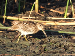 Gallinago paraguaiae