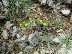 Ajuga chamaepitys