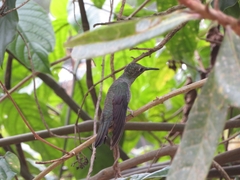 Eupetomena cirrochloris