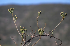 Ipomoea pauciflora