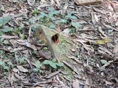 Biblis hyperia