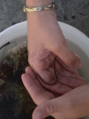 Syngnathus louisianae