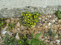 Ajuga chamaepitys