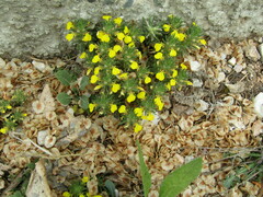 Ajuga chamaepitys