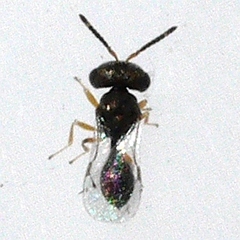 Acroclisoides sinicus