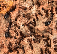 Monomorium subopacum