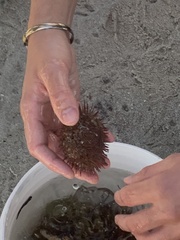 Euechinoidea
